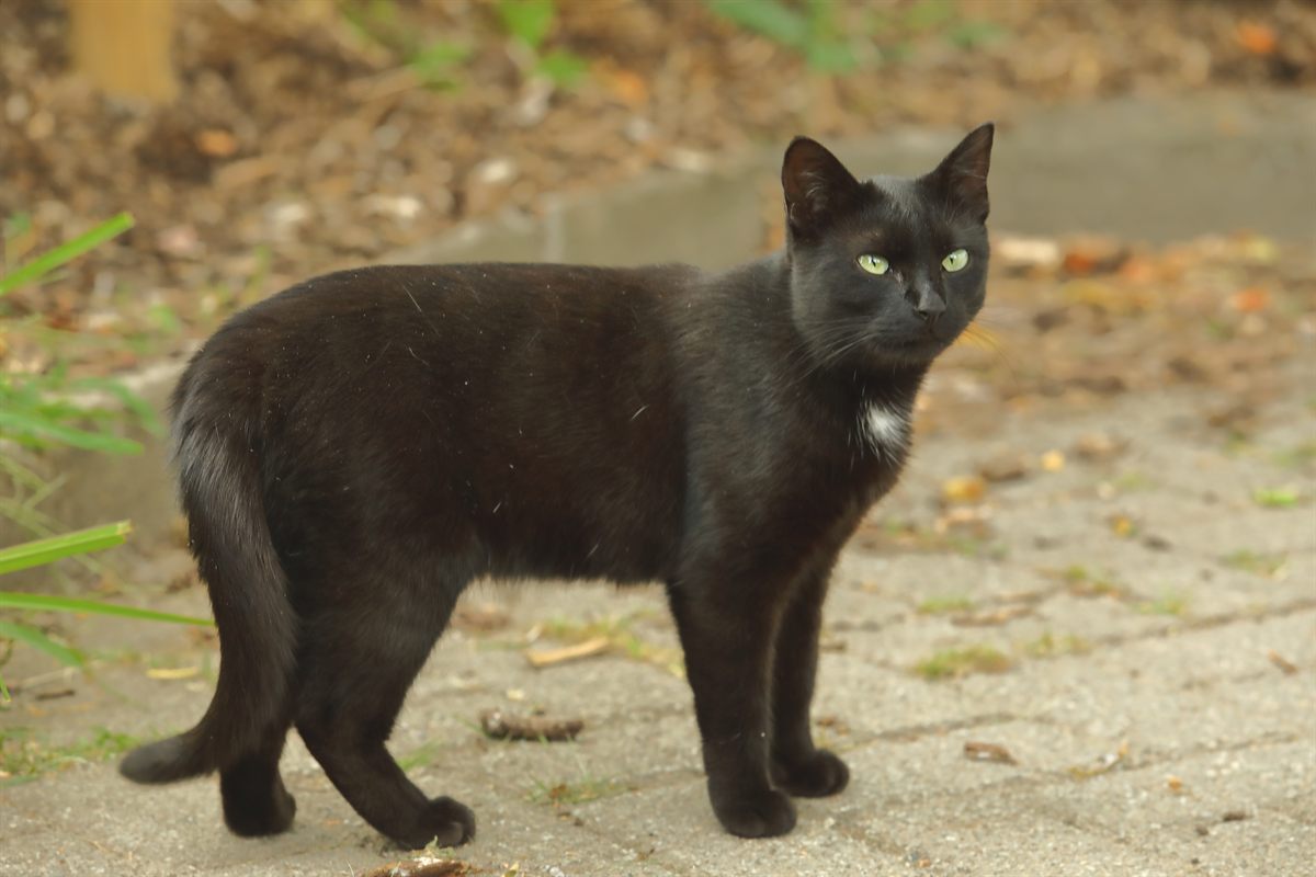 Hofkatze Puma