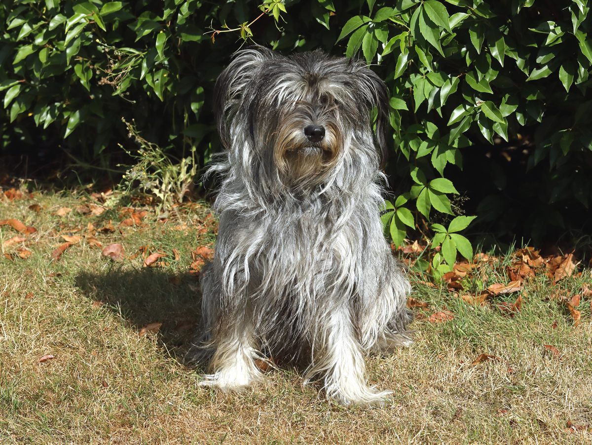 Hofhund Wilma