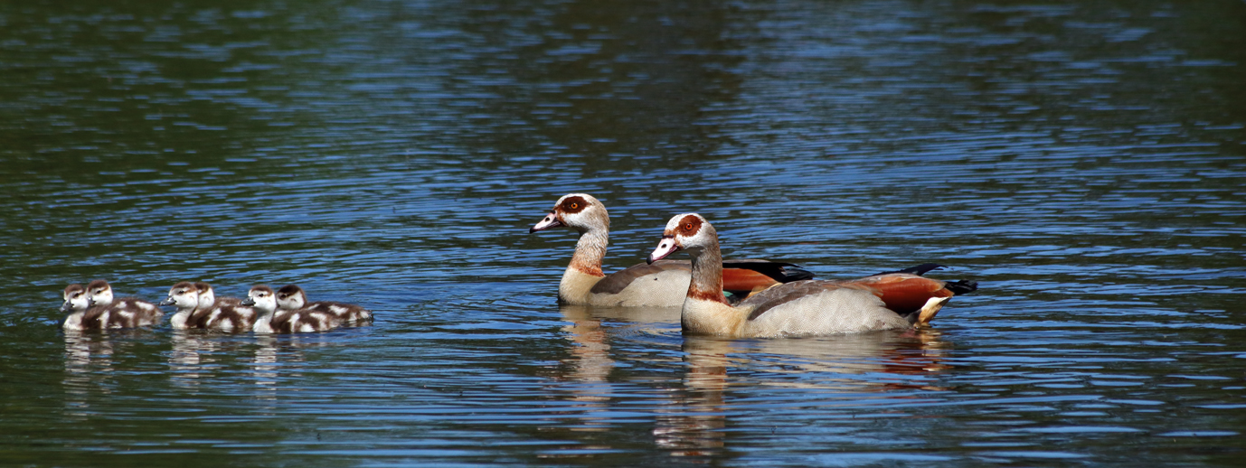 Nilgänse-Familie auf dem hauseigenen Teich