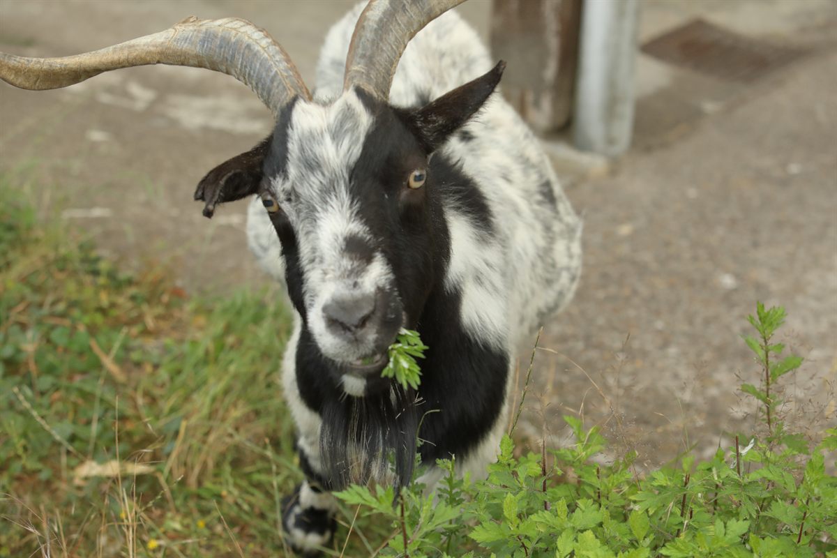 Anton, unser Ziegenbock